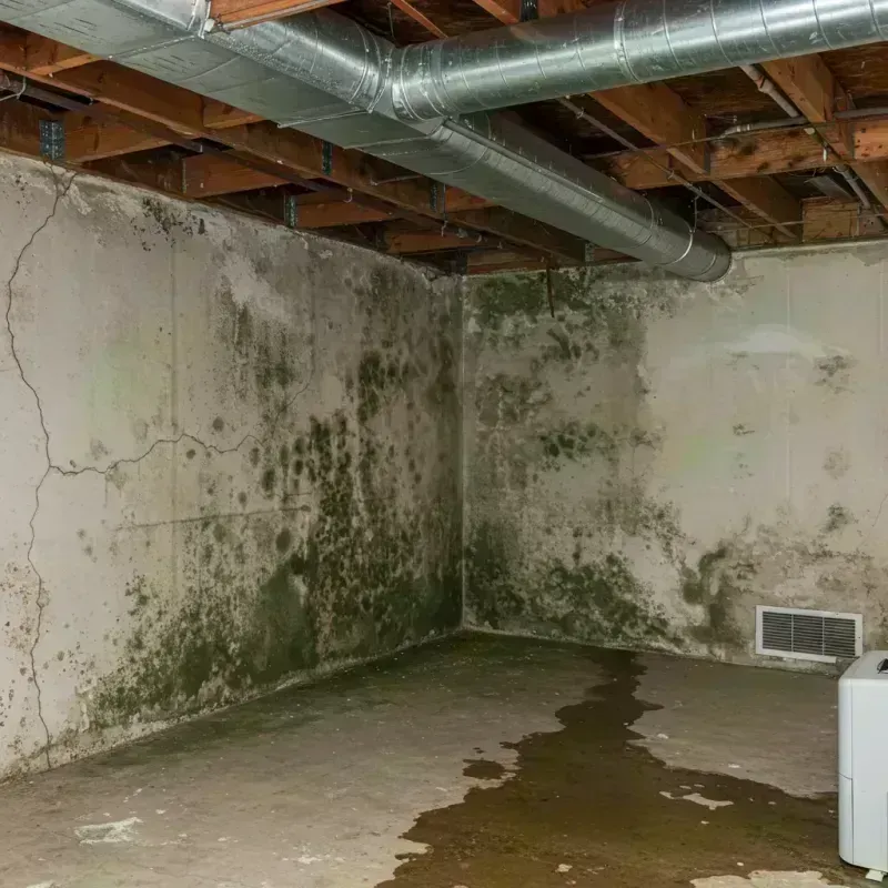 Professional Mold Removal in Kissee Mills, MO